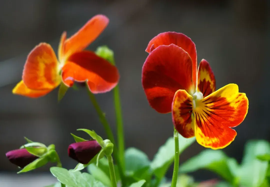 蝴蝶花的寓意和象征「蝴蝶花的寓意和象征风水」