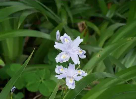 蝴蝶花的寓意和象征「蝴蝶花的寓意和象征风水」