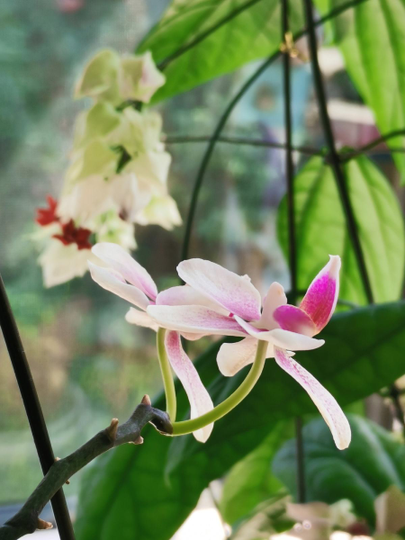 蝴蝶花的开放时间是几点「蝴蝶花的开放时间是几点左右」