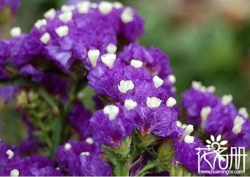 蝴蝶花的花语和寓意「蝴蝶花的花语和寓意是什么」