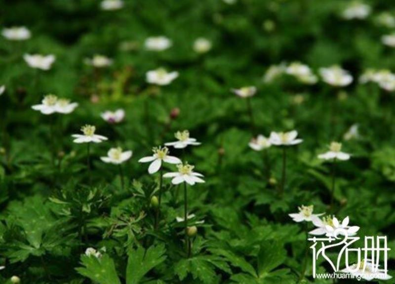 蝴蝶花的花语和寓意「蝴蝶花的花语和寓意是什么」