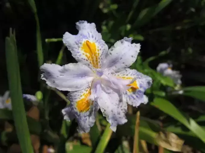 蝴蝶花长什么样子「蝴蝶花长什么样子图片」