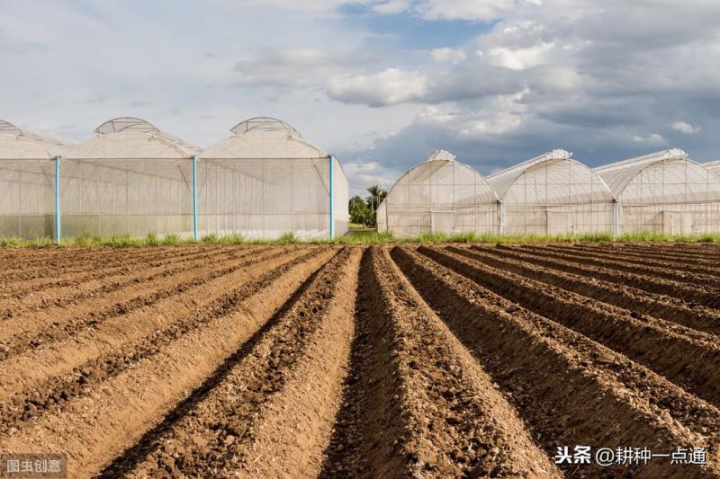 覆盆子什么时候种植最好「覆盆子适合什么地方种植」