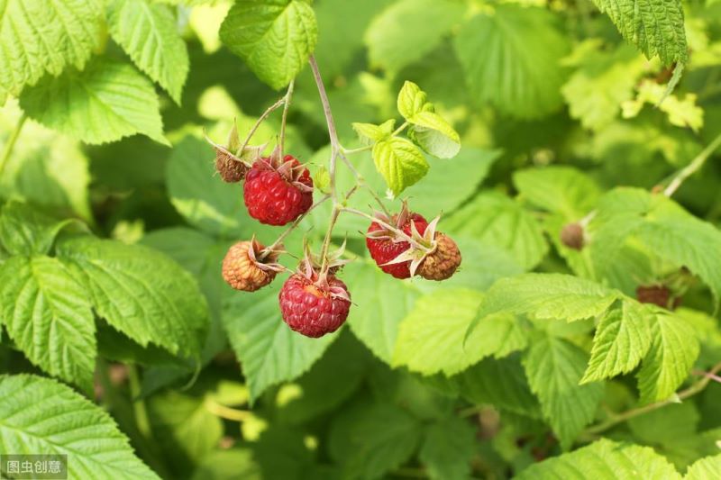 覆盆子怎么种植「覆盆子怎么种植技术」_1