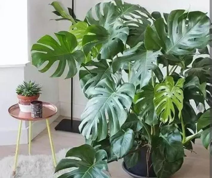 观叶植物有哪些树种「观叶植物有哪些树种图片」