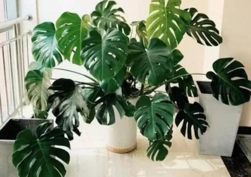 观叶植物有哪些树种「观叶植物有哪些树种图片」