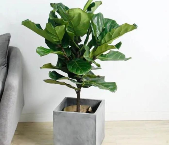 观叶植物有哪些树种「观叶植物有哪些树种图片」