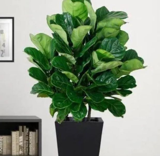 观叶植物有哪些树种「观叶植物有哪些树种图片」