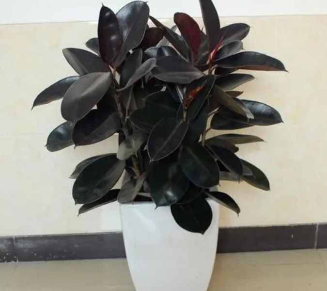 观叶植物有哪些树种「观叶植物有哪些树种图片」