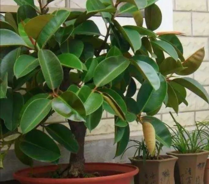 观叶植物有哪些树种「观叶植物有哪些树种图片」
