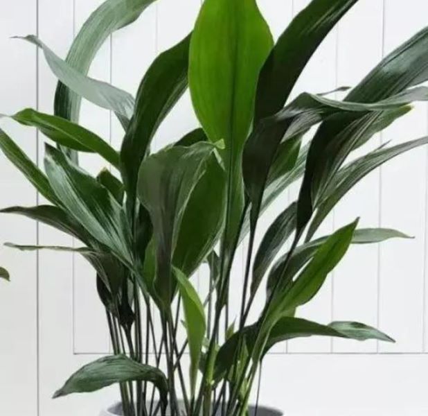 观叶植物有哪些树种「观叶植物有哪些树种图片」