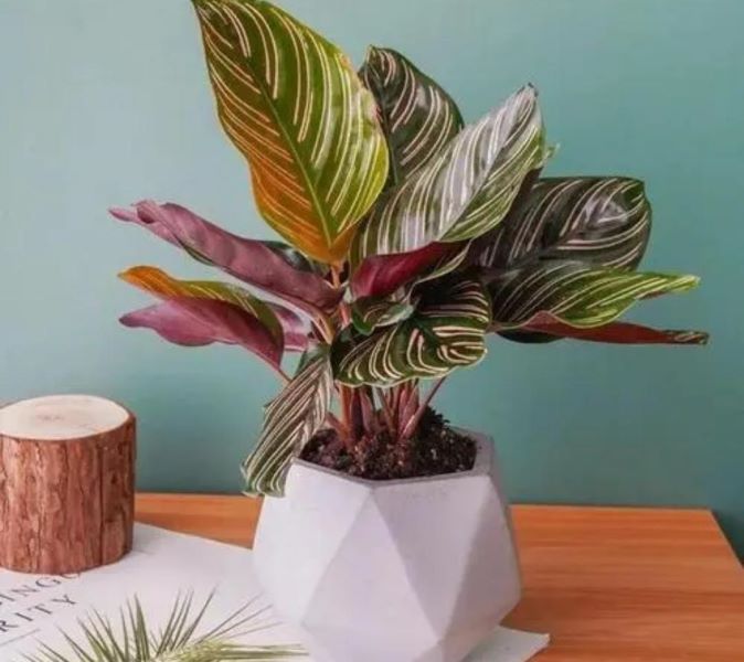 观叶植物有哪些树种「观叶植物有哪些树种图片」