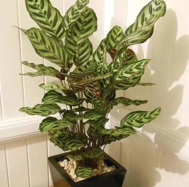 观叶植物有哪些树种「观叶植物有哪些树种图片」