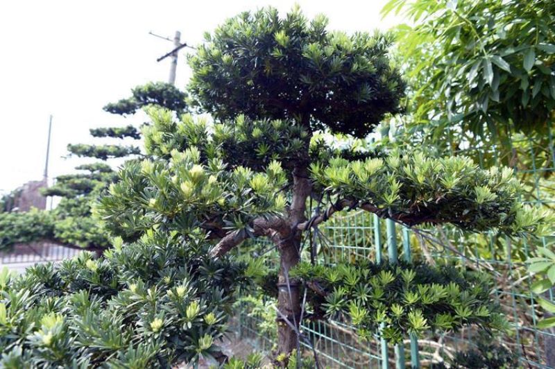 观赏树种有哪些「观赏树种有哪些品种」_1