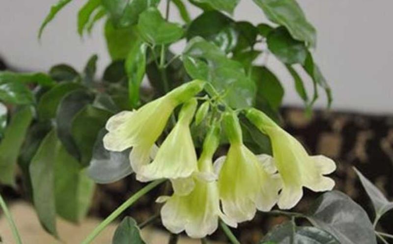 观赏花卉有哪些「观赏花卉有哪些种类」