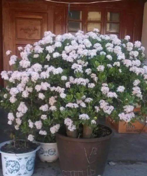 观赏花卉有哪些「观赏花卉有哪些种类」