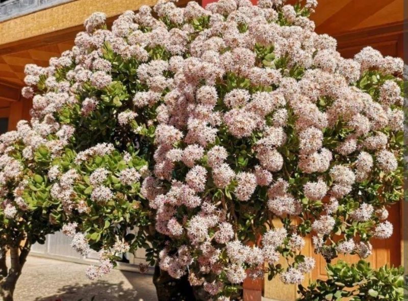 观赏花卉有哪些「观赏花卉有哪些种类」