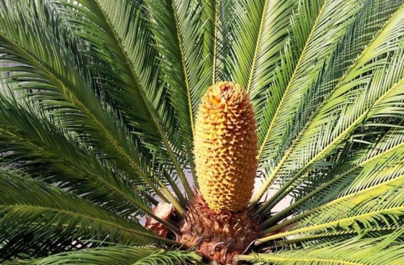 观赏花卉有哪些「观赏花卉有哪些种类」
