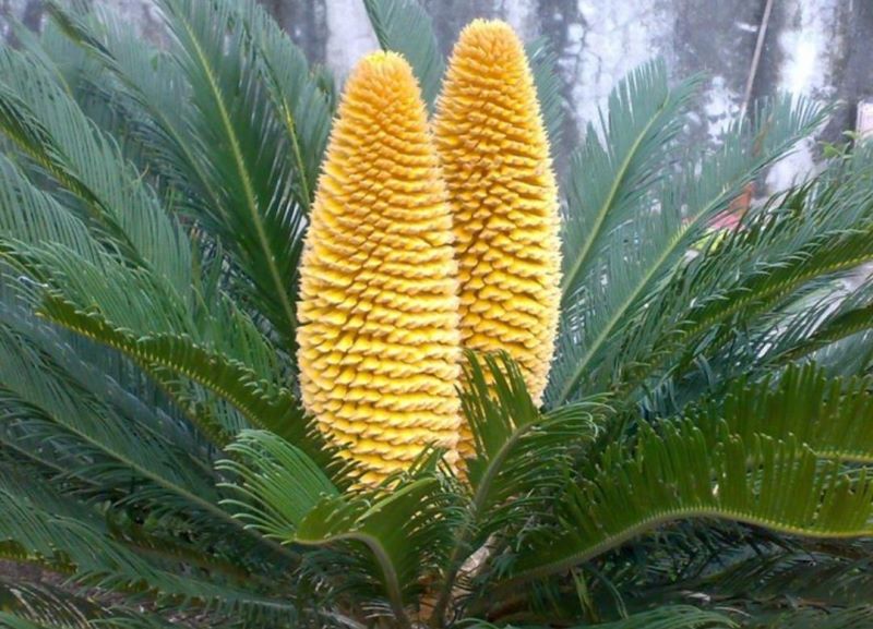 观赏花卉有哪些「观赏花卉有哪些种类」
