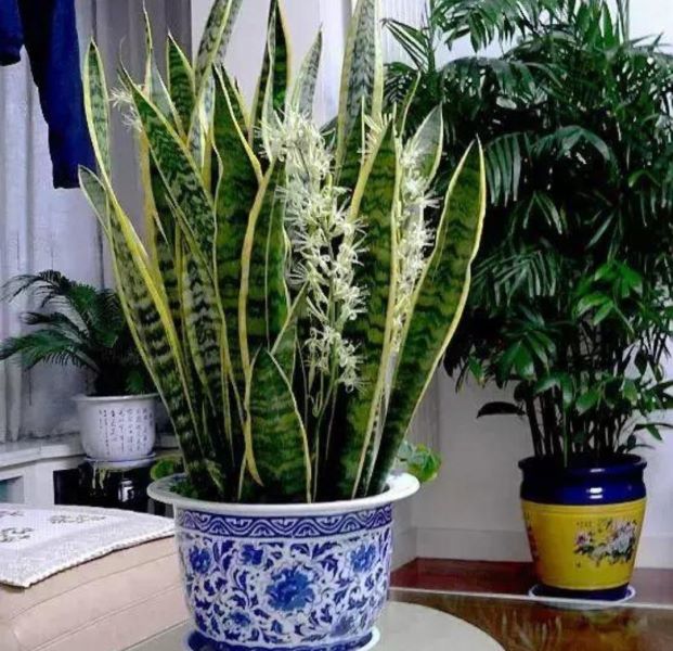 观赏花卉有哪些「观赏花卉有哪些种类」