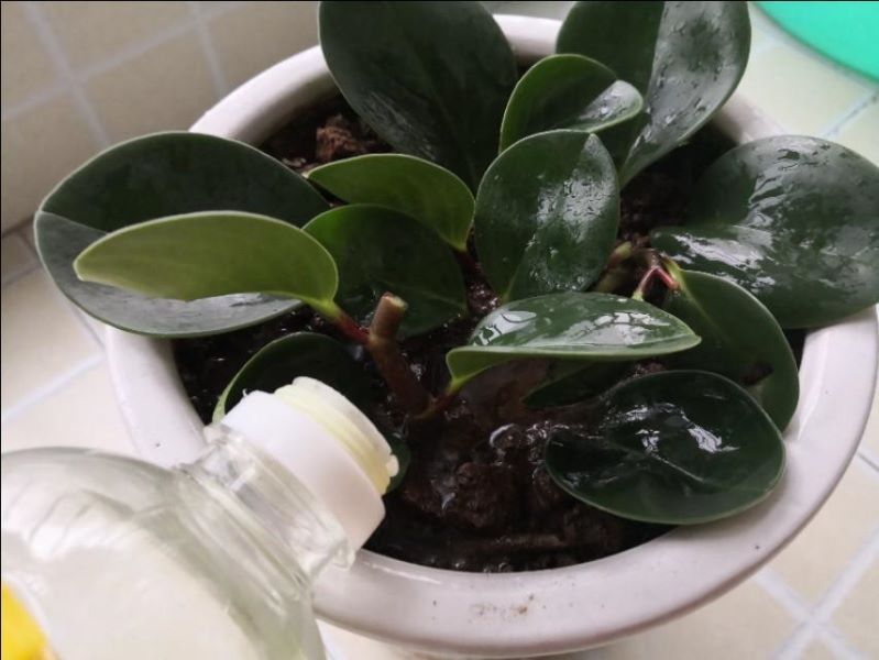 豆瓣绿开花后怎么处理「豆瓣绿开花了怎么办」_1
