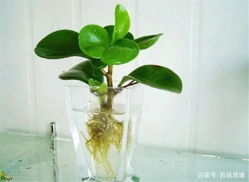 豆瓣绿的花语是什么「豆瓣绿花有什么好处」