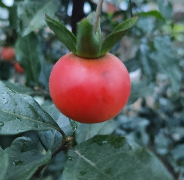 超级寿星的植物是什么「叶子被称为超级寿星的植物是什么」