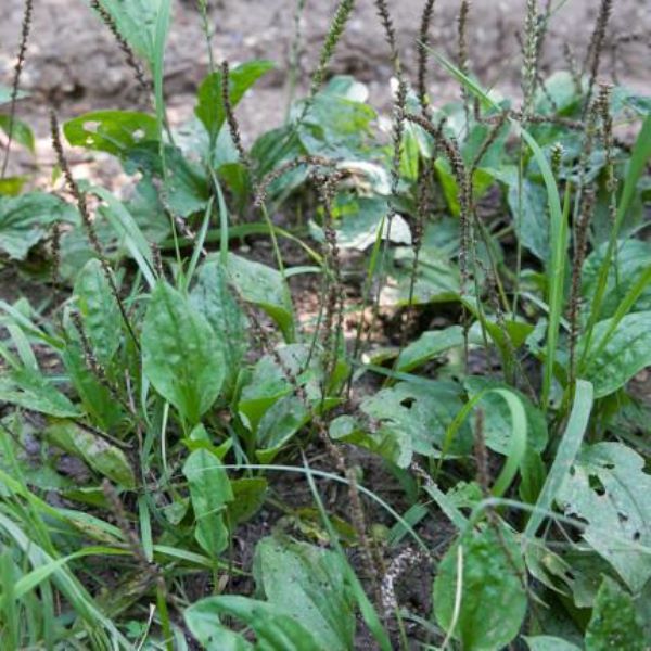 车前草怎么种植「车前草怎么种植产量高」