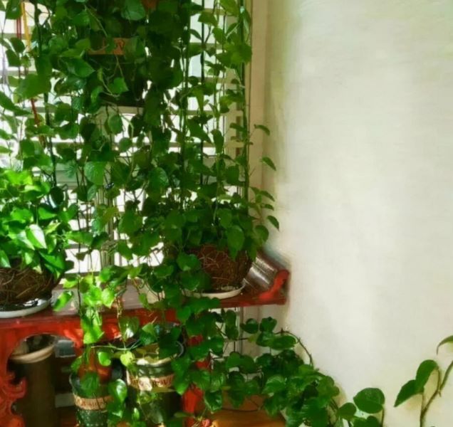 除甲醛植物有哪些「除甲醛植物有哪些大叶植物」