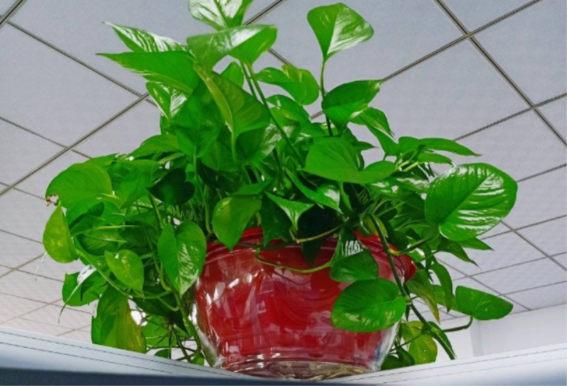 除甲醛植物有哪些「除甲醛植物有哪些大叶植物」