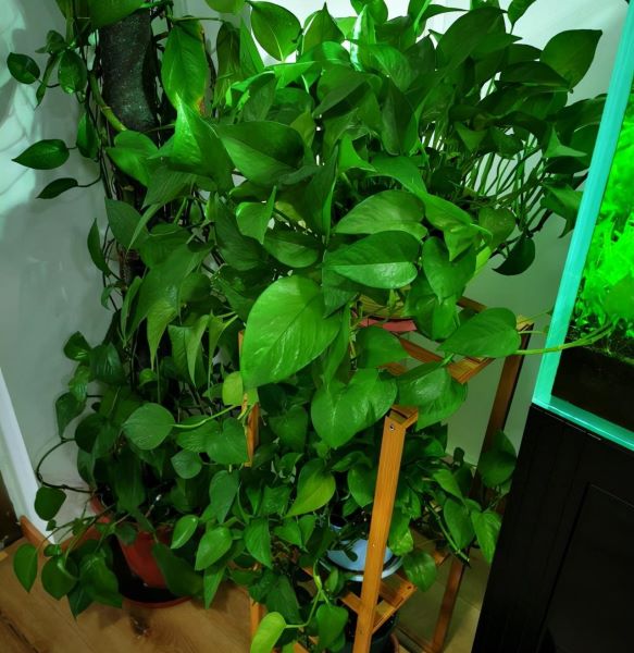 除甲醛植物有哪些「除甲醛植物有哪些大叶植物」