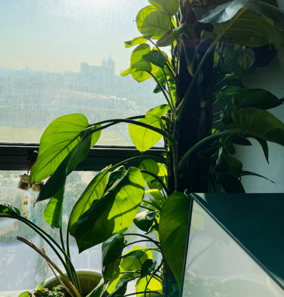 除甲醛植物有哪些「除甲醛植物有哪些大叶植物」
