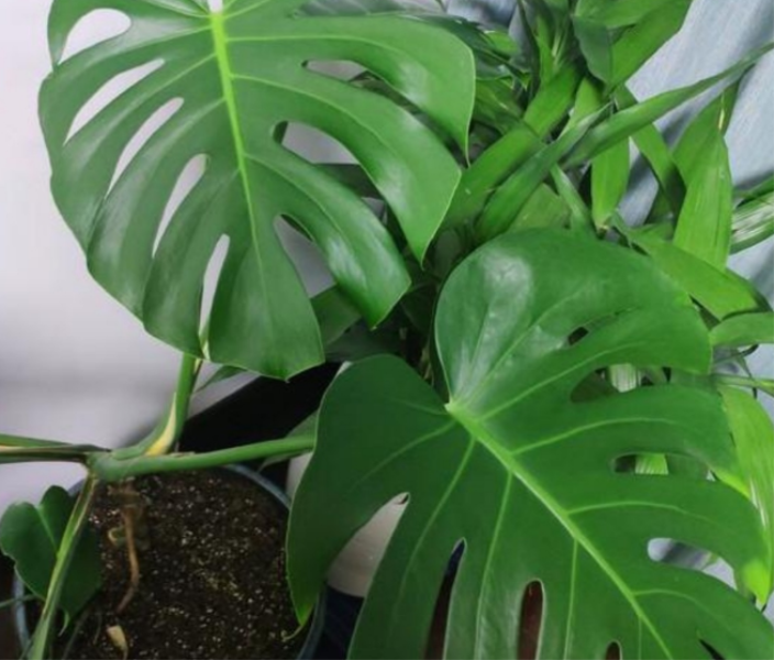 除甲醛植物有哪些「除甲醛植物有哪些大叶植物」