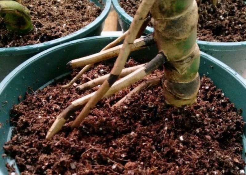 除甲醛植物有哪些「除甲醛植物有哪些大叶植物」