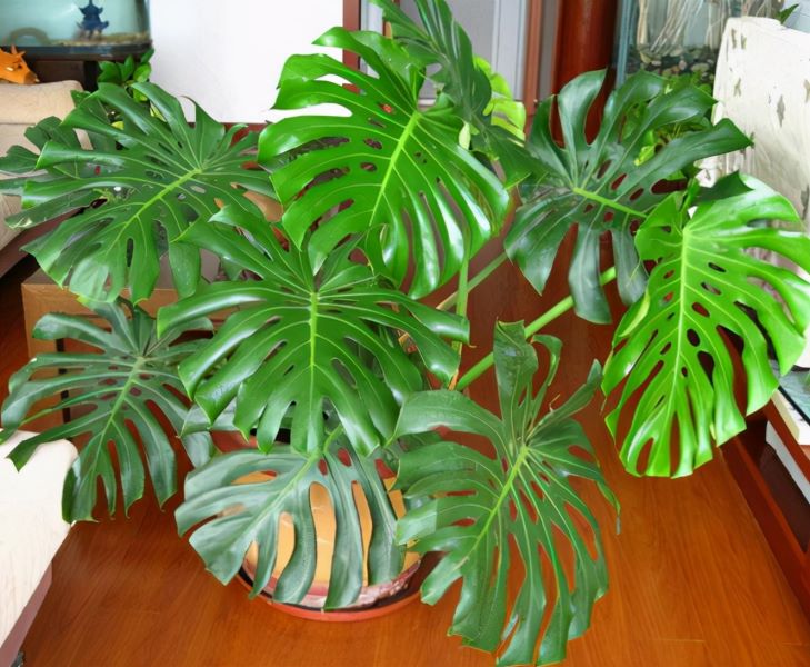 除甲醛植物有哪些「除甲醛植物有哪些大叶植物」
