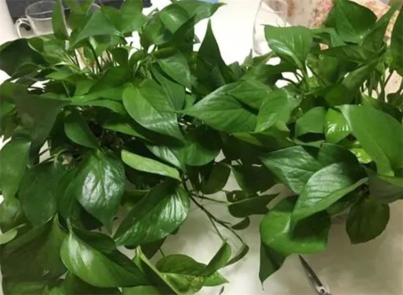 除甲醛的绿色植物有哪些「除甲醛的绿色植物有哪些图片」