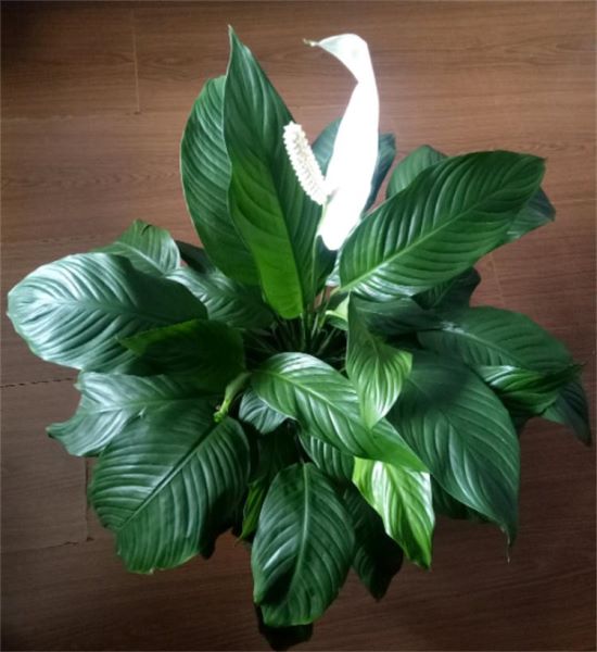 除甲醛的绿色植物有哪些「除甲醛的绿色植物有哪些图片」