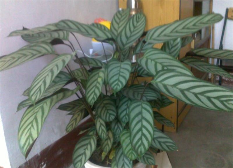 除甲醛的绿色植物有哪些「除甲醛的绿色植物有哪些图片」