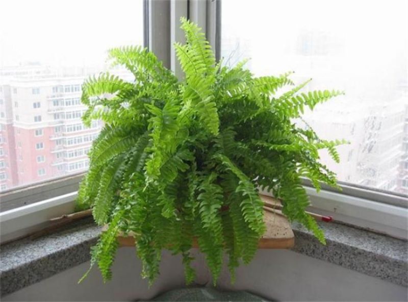 除甲醛的绿色植物有哪些「除甲醛的绿色植物有哪些图片」