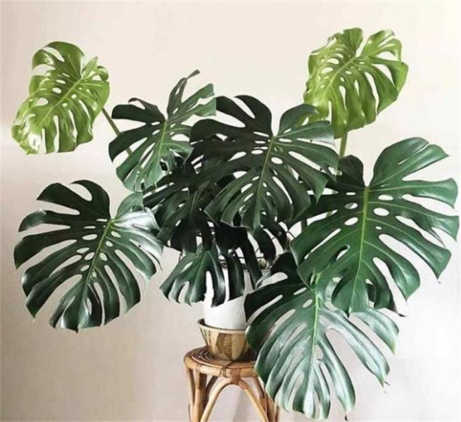 除甲醛的绿色植物有哪些「除甲醛的绿色植物有哪些图片」