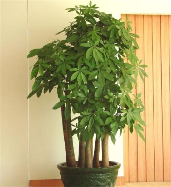 除甲醛的绿色植物有哪些「除甲醛的绿色植物有哪些图片」