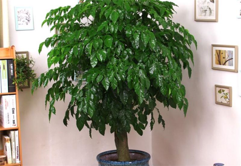除甲醛的绿色植物有哪些「除甲醛的绿色植物有哪些图片」