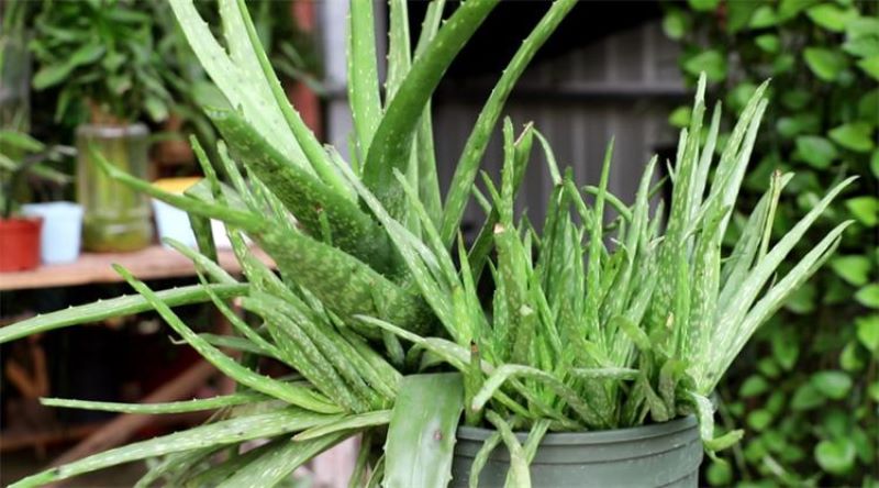除甲醛的绿色植物有哪些「除甲醛的绿色植物有哪些图片」