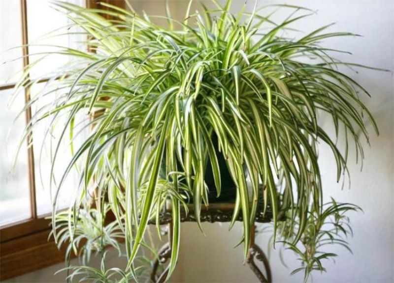 除甲醛的绿色植物有哪些「除甲醛的绿色植物有哪些图片」