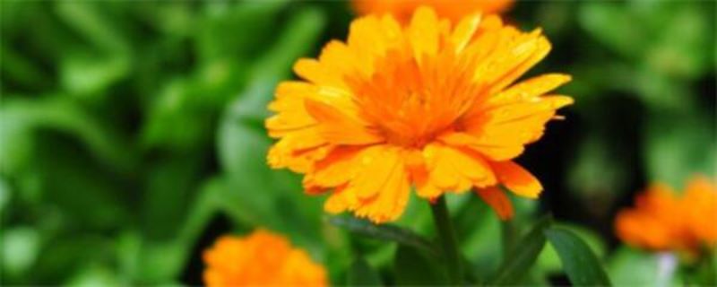雏菊什么时候播种最合适「小雏菊一年四季都开花吗」