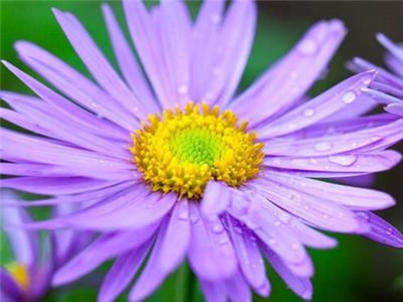 雏菊什么时候播种最合适「小雏菊一年四季都开花吗」