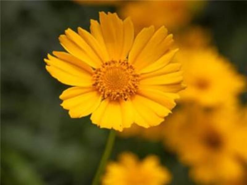 雏菊什么时候播种最合适「小雏菊一年四季都开花吗」