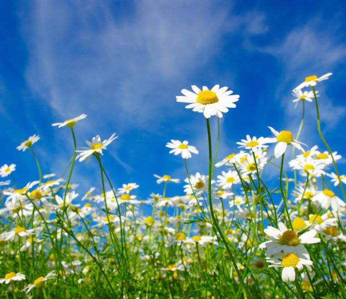 雏菊介绍及特点是什么「雏菊介绍及特点是什么意思」