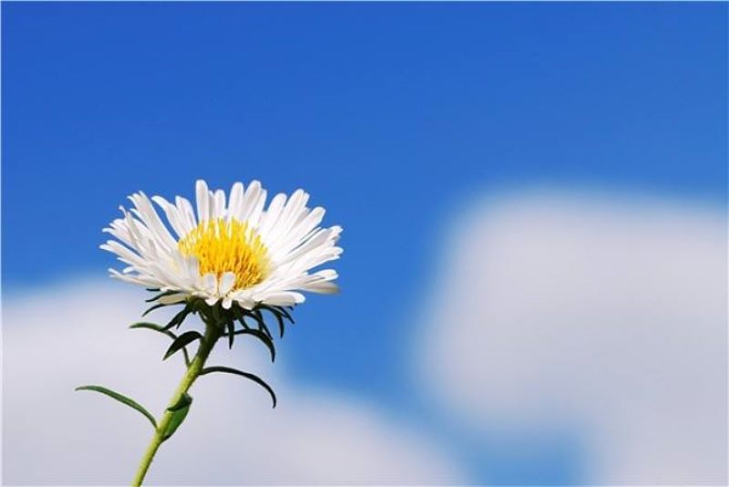雏菊介绍及特点是什么「雏菊介绍及特点是什么意思」