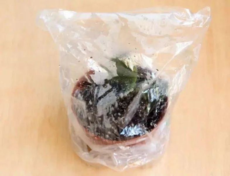 非洲紫罗兰花怎么养「非洲紫罗兰花怎么养家庭养法」